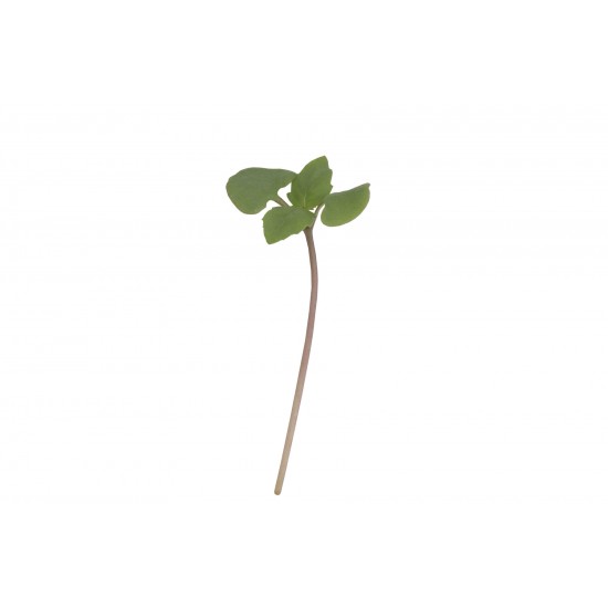 Basil, Cinnamon - Microgreen Seed