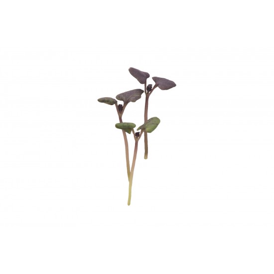 Basil, Dark Opal - Microgreen Seed