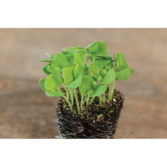 Basil, Italian Large Leaf - Organic Microgreen