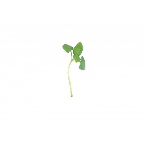 Basil, Italian Large Leaf - Organic Microgreen