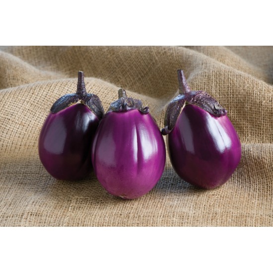 Beatrice - (F1) Eggplant Seed