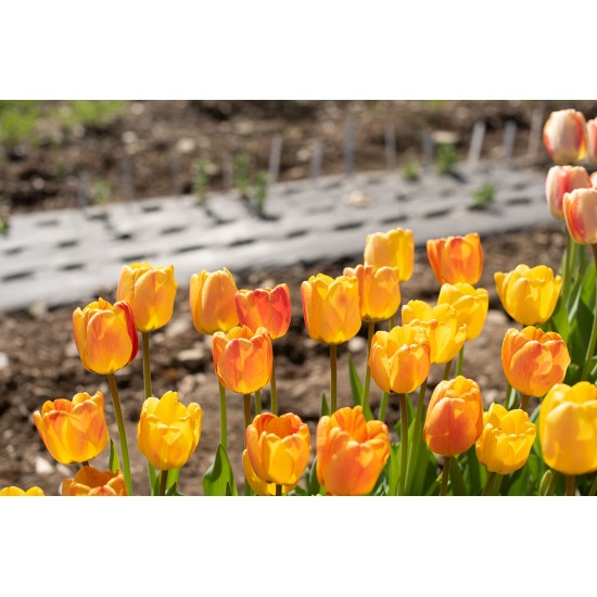 Beauty of Apeldoorn - Tulip Bulb