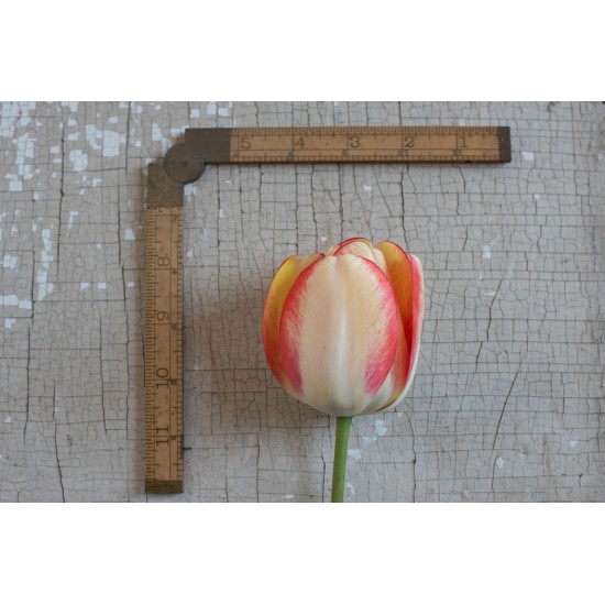 Beauty of Spring - Tulip Bulb