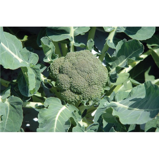 Belstar - Organic (F1) Broccoli Seed