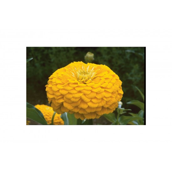 Benary's Giant Golden Yellow - Zinnia Seed