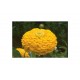 Benary's Giant Golden Yellow - Zinnia Seed