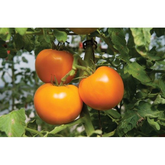 Beorange - (F1) Tomato Seed