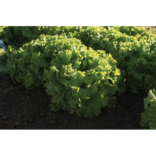 Bergam's Green - Organic Lettuce Seed