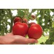 Bigdena - (F1) Tomato Seed