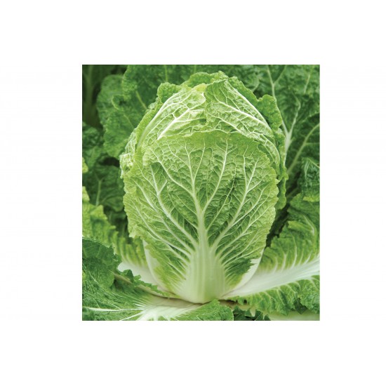 Bilko - Organic (F1) Chinese Cabbage Seed