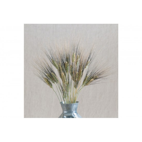 Black Tip Wheat - Ornamental Grass Seed
