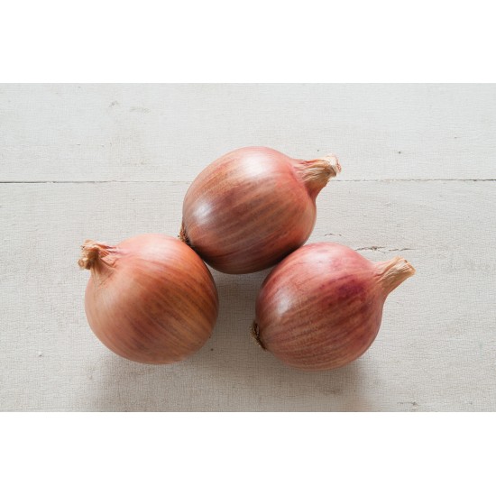 Blush Plants - (F1) Onion Seeds