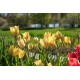 Blushing Beauty - Tulip Bulb