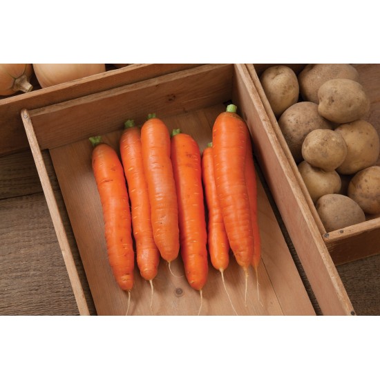 Bolero - (F1) Carrot Seed
