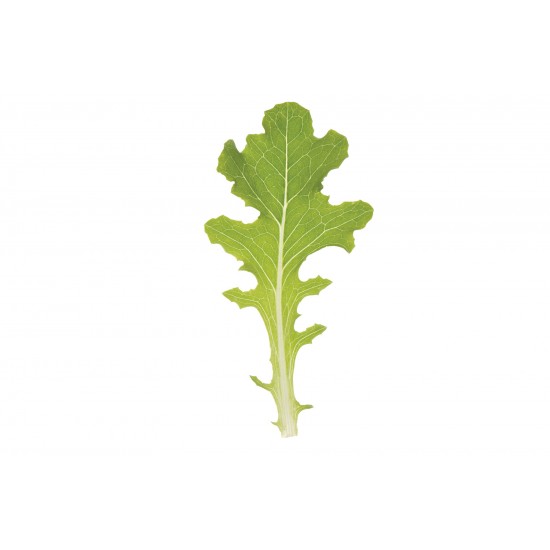 Bolsachica - Organic Lettuce Seed