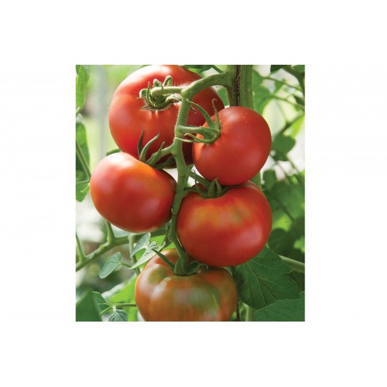 Bolseno - (F1) Tomato Seed