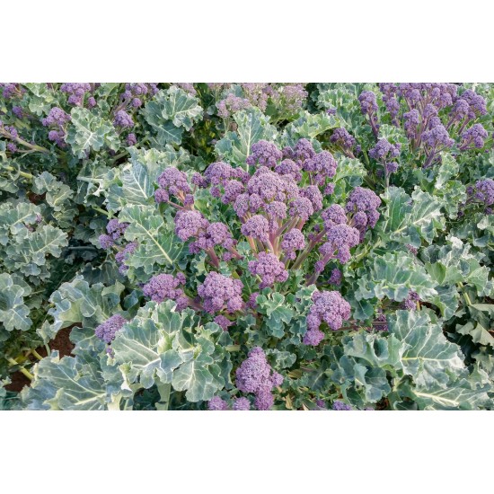 Bonarda - (F1) Purple Broccoli Seeds