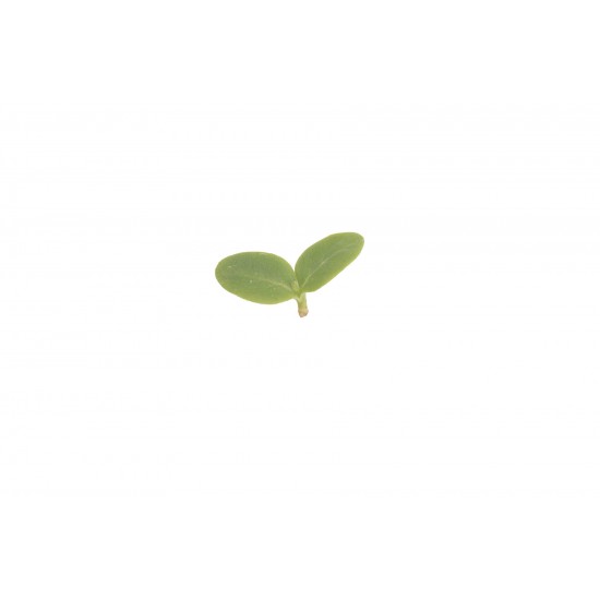 Borage - Microgreen Seed