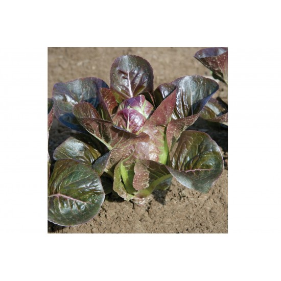 Breen - Organic Lettuce Seed