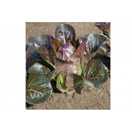 Breen - Organic  Lettuce Seed
