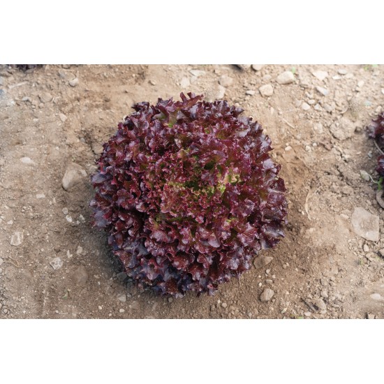Brentwood - Organic  Lettuce Seed