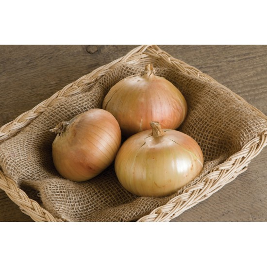 Bridger - (F1) Onion Seed