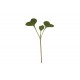 Broccoli - Microgreen Seed