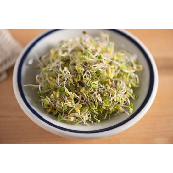Broccoli - Organic Sprouting Seeds