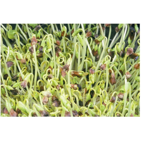 Buckwheat - Organic Shoot Seed