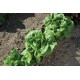 Buttercrunch - Organic Lettuce Seed