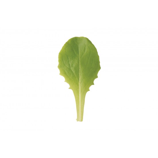 Buttercrunch - Organic Lettuce Seed