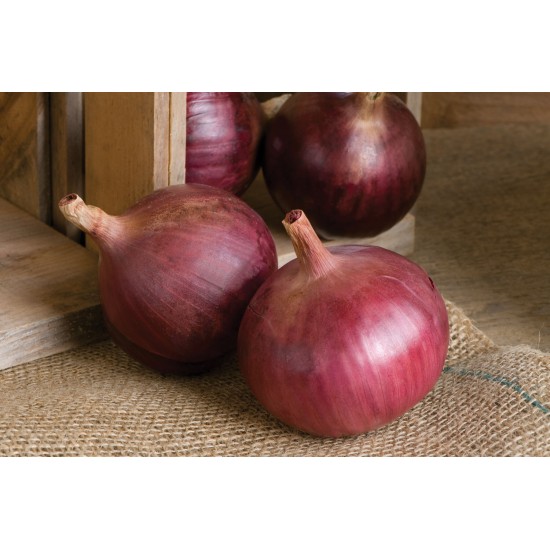 Cabernet - (F1) Onion Seed