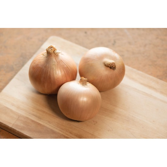 Calibra - Organic (F1) Onion Seed