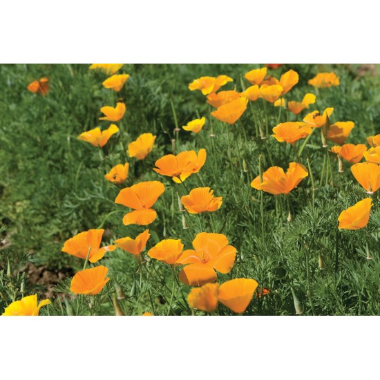 California Poppy - Flower Seed