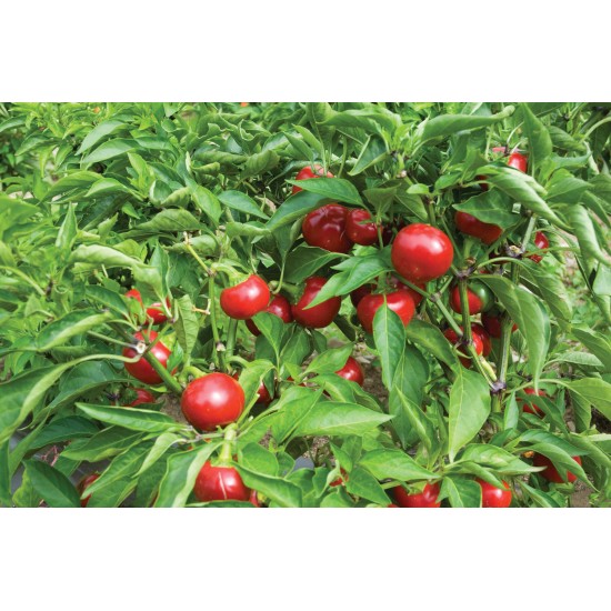 Capperino - (F1) Hot Cherry Pepper Seed