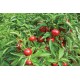 Capperino - (F1) Hot Cherry Pepper Seed