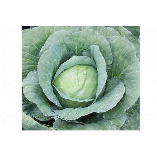 Capture - Organic (F1) Cabbage Seed