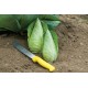 Caraflex - (F1) Cabbage Seed