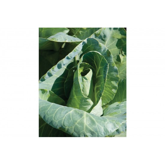 Caraflex - Organic (F1) Cabbage Seed