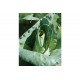 Caraflex - Organic (F1) Cabbage Seed