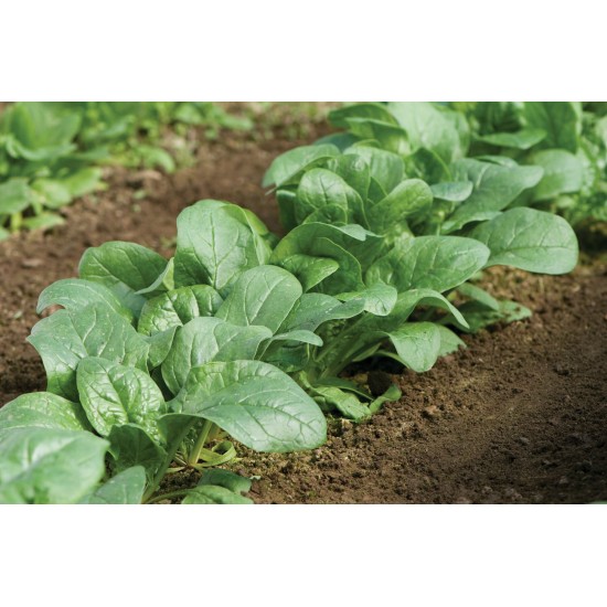 Carmel - (F1) Spinach Seed
