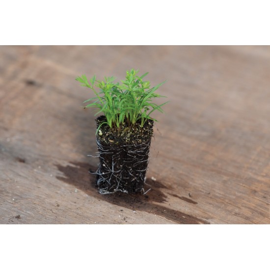 Carrot - Microgreen Seed