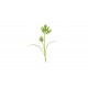 Carrot - Microgreen Seed