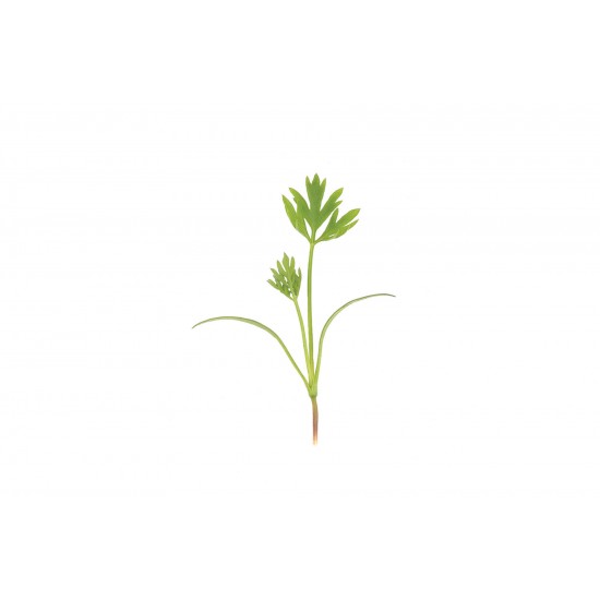 Carrot - Organic Microgreen Seed