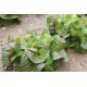 Cegolaine -  Lettuce Seed
