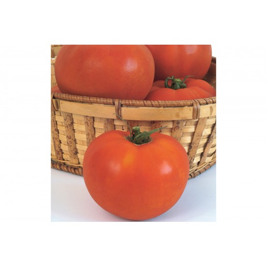 Celebrity - (F1) Tomato Seed