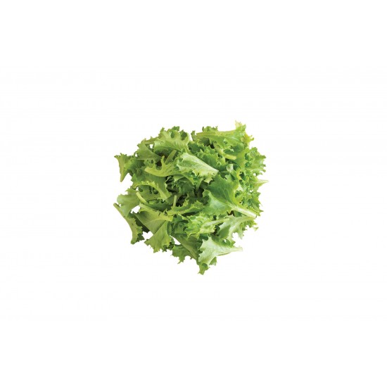 Celinet - Organic Lettuce Seed