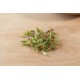 Celosia - Microgreen Seed