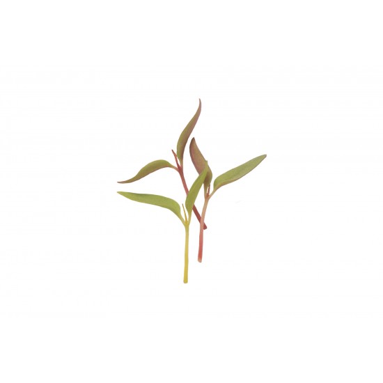 Celosia - Microgreen Seed