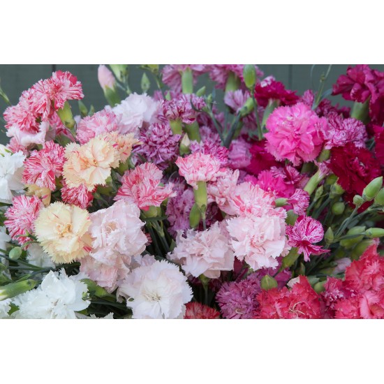 Chabaud Picotee Double Mix - Dianthus Seed